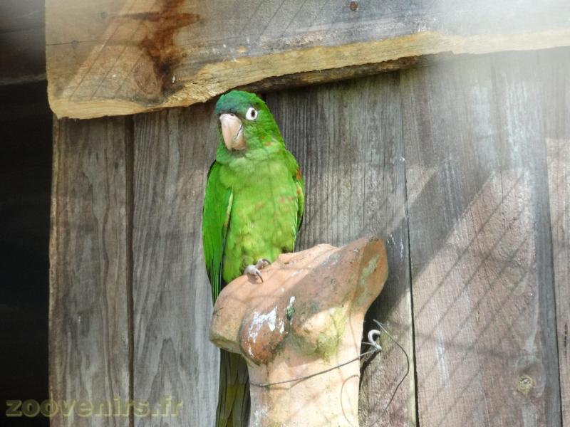 Conure à tête bleue