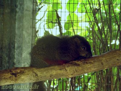 Écureuil du Japon - 2018