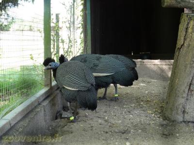 Pintade huppé - 2018