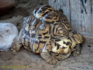 Tortue léopard 