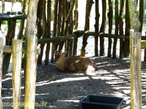 Muntjac de Reeves 