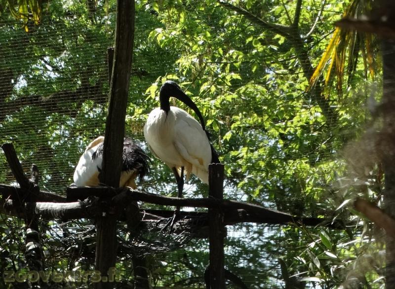 Ibis sacré
