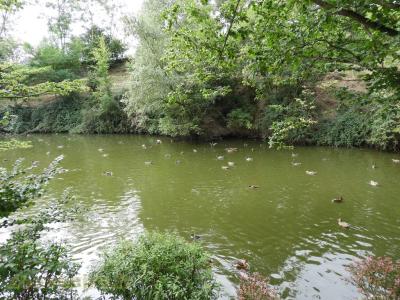 Canards divers - 2017