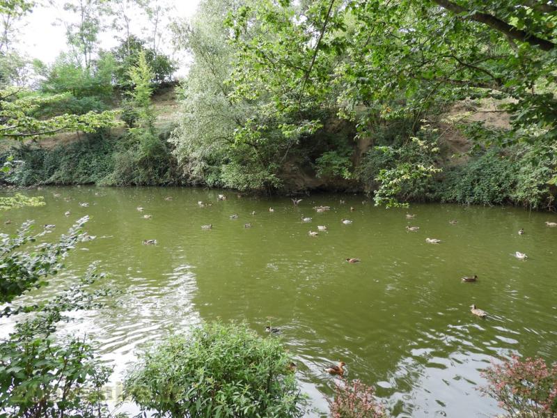 Canards divers