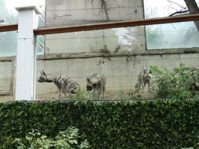 Hyène rayée - 2017