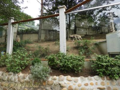 Hyène rayée - 2017