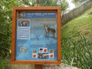 Lynx d Sibérie