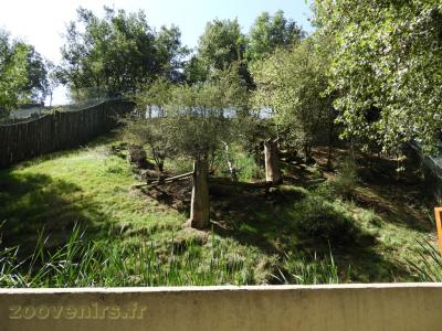 Lynx d Sibérie - 2017