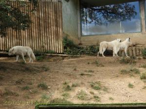 Loup artique