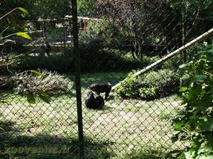 Macaque de Tonkéan