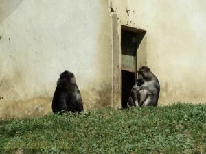 Macaque de Tonkéan