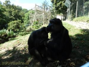 Macaque de Tonkéan