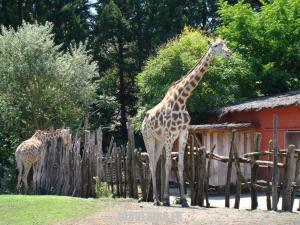 Girafe
