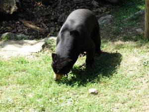 Ours malais