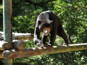 Ours malais 