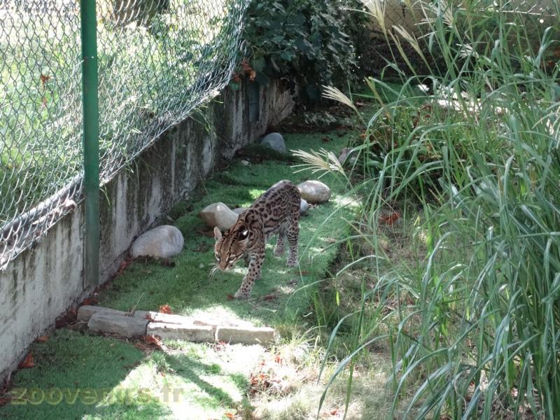 Ocelot 