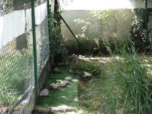 Ocelot 