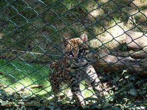Ocelot 