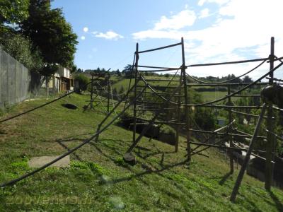 Macaque de Barbarie - 2017