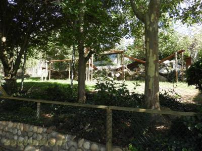 Tigre de Sibérie - 2017