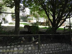 Tigre de Sibérie