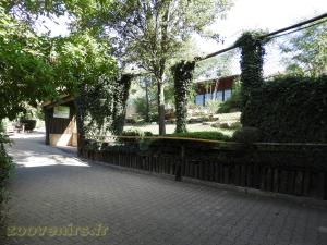 Tigre de Sibérie