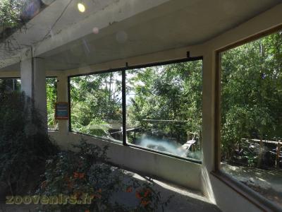 Tigre de Sibérie - 2017