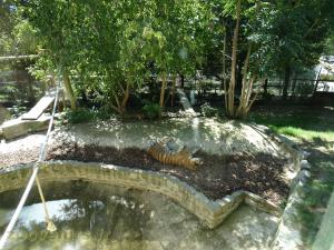 Tigre de Sibérie
