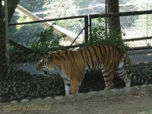 Tigre de Sibérie 