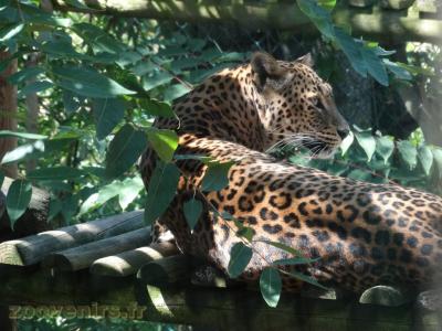 Panthère de Ceylan - 2017