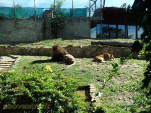 Lion d'Angola