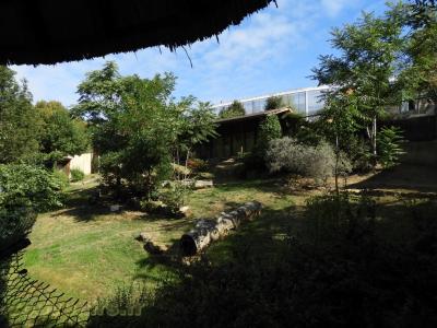 Lion d'Angola - 2017