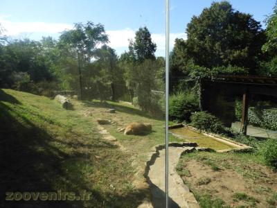 Lion d'Angola - 2017