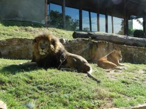 Lion d'Angola 