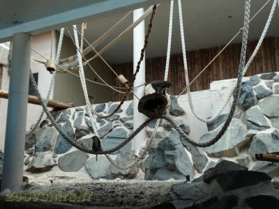 Cercopithéque ascagne - 2017