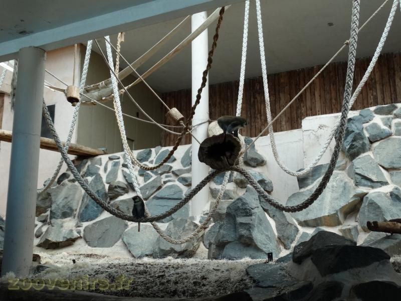 Cercopithéque ascagne