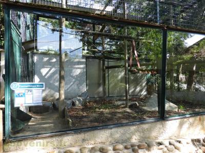 Cercopithèque mone - 2017