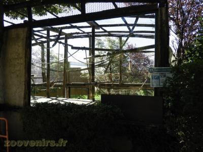 Gibbbon à mains blanches - 2017