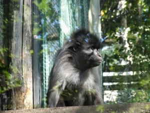 Mangabey à joues grises