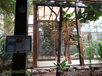 Ouistiti de Geoffroy - 2017