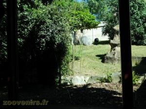 Chimpanzé 