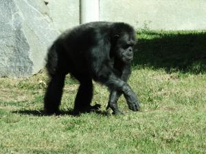 Chimpanzé