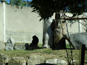 Chimpanzé