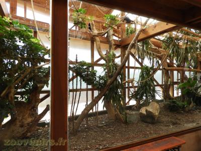 Ouistiti à pinceaux blancs - Ouistiti pygmée - 2017