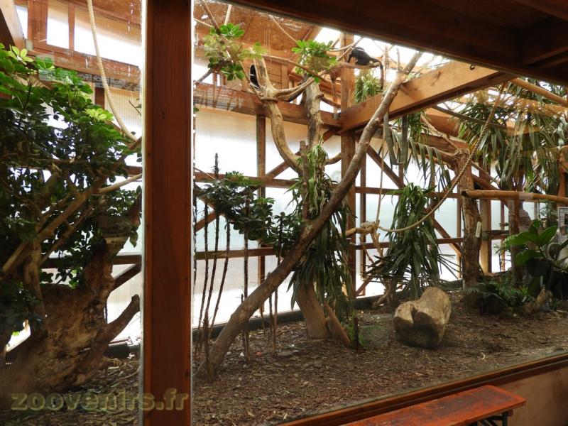 Ouistiti à pinceaux blancs - Ouistiti pygmée