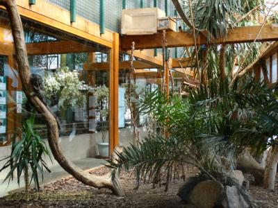 Saki à face blanche - Ouistiti de Geoffroy - 2017