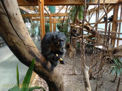 Saki à face blanche - Ouistiti de Geoffroy - 2017