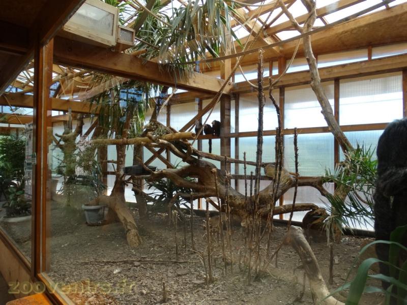 Saki à face blanche - Ouistiti de Geoffroy