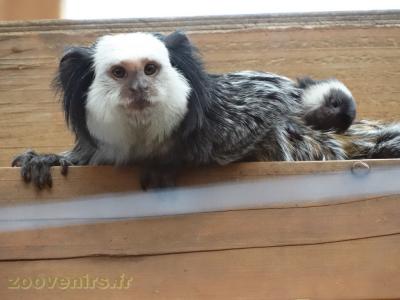 Ouistiti de Geoffroy - 2017