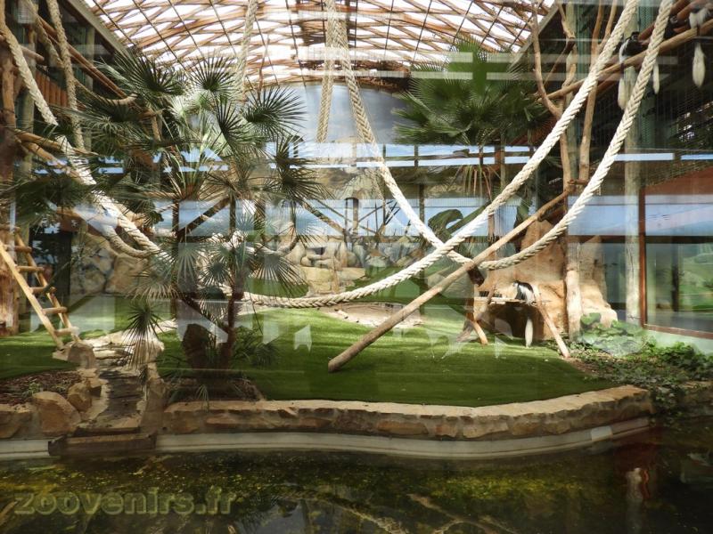 Gorille - Colobe guéréza